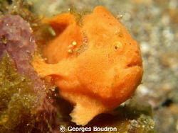 frogfish by Georges Boudron 